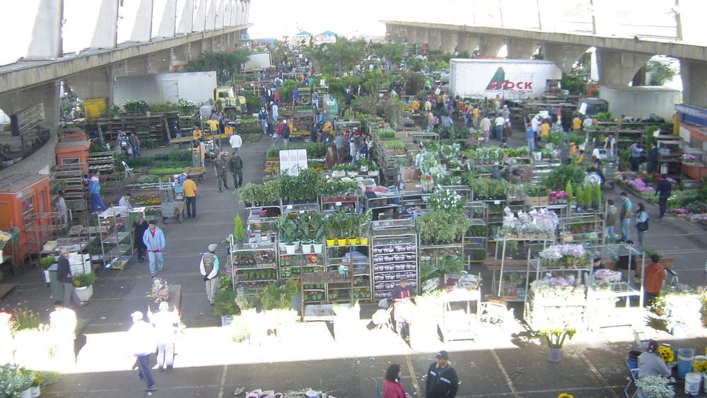 Stalls of potted plants and cut flowers under the roof of the CEAGESP flower market in São Paulo