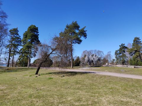 Pine trees and lawns in Sibelius Park, Helsinki