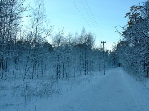 Snowy winter road through the woods on Ruissalo island in Turku
