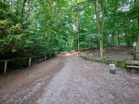 Shaded forest path in the Grunewald dog park in Berlin