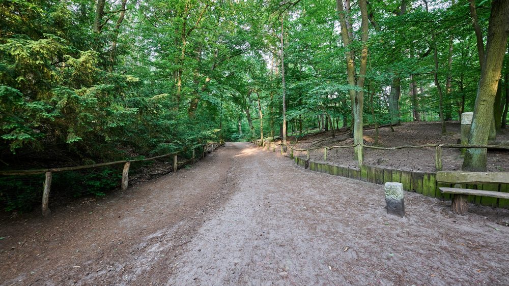 Shaded forest path in the Grunewald dog park in Berlin