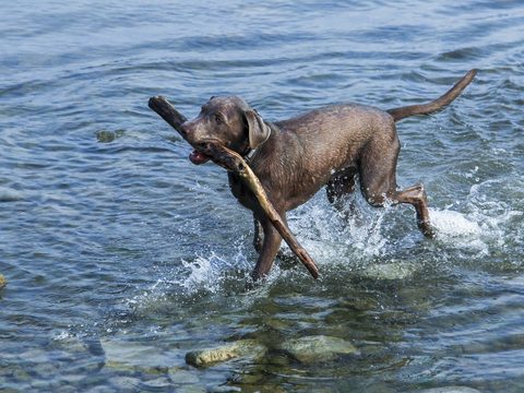 A dog splashing through lake water with a stick in Rapperswil, Switzerland