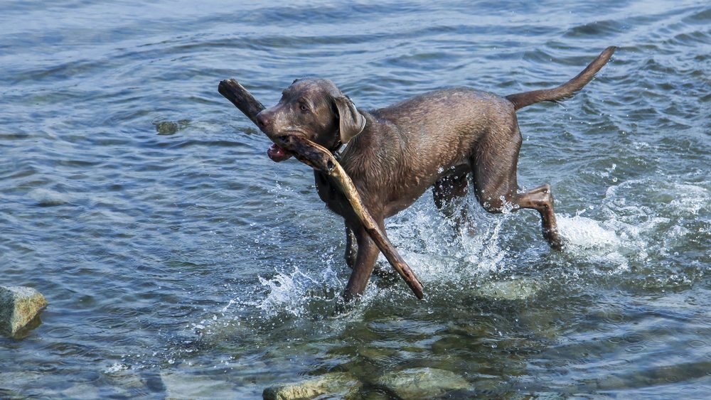 A dog splashing through lake water with a stick in Rapperswil, Switzerland